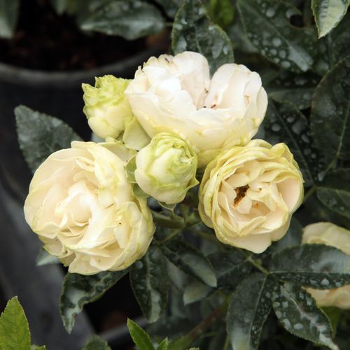 Rosa Snövit™ - alb - Trandafir copac cu trunchi înalt - cu flori mărunți - coroană tufiș